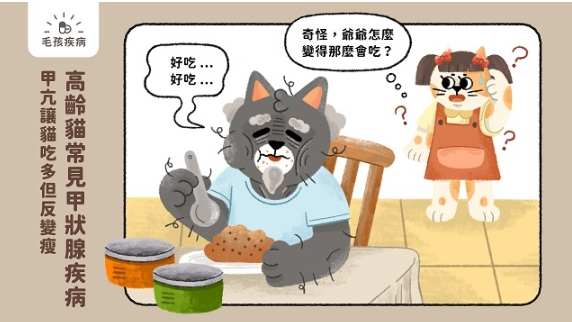 貓甲狀腺亢進飲食
