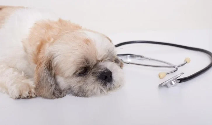 狗狗不吃藥怎麼辦