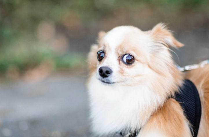 狗狗喜歡陌生人嗎？揭開犬隻社交行為的真相與應對技巧