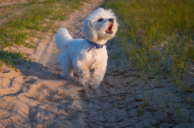 狗狗半夜一直嚶嚶叫