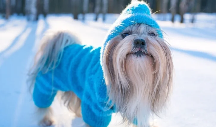 狗狗腸胃道出血