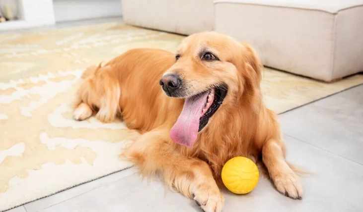 狗狗大便有蟲怎麼辦
