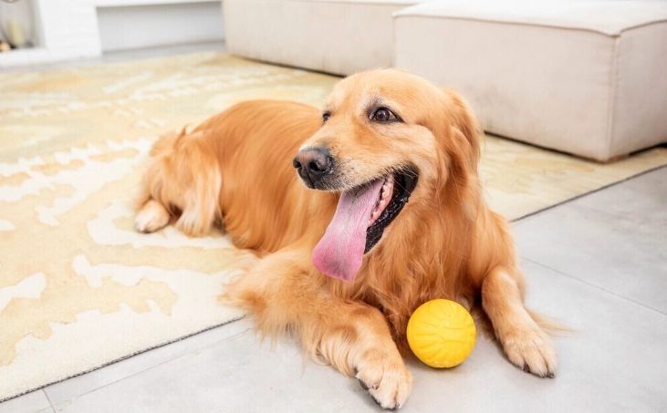 狗狗大便有蟲怎麼辦？獸醫親授處理指南與預防秘訣