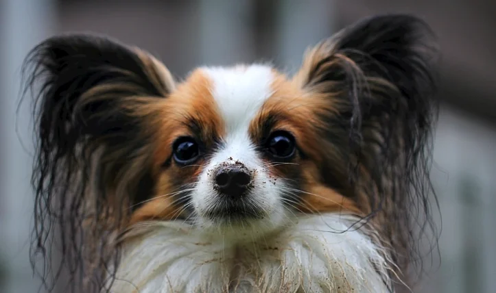 被狗咬傷口紅腫