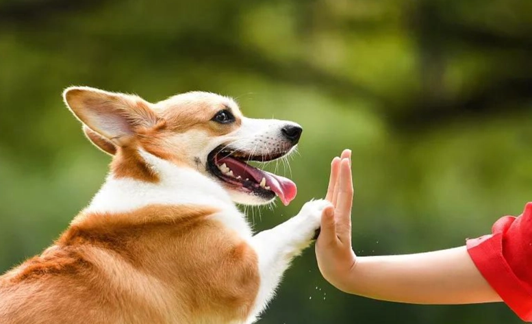 狗狗會認人嗎？科學實證與行為解析，了解狗狗如何認出你