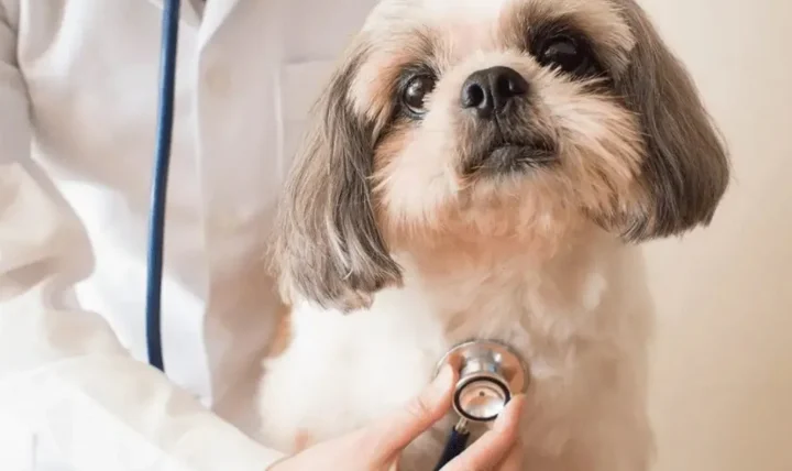 狗狗氣管塌陷壽命