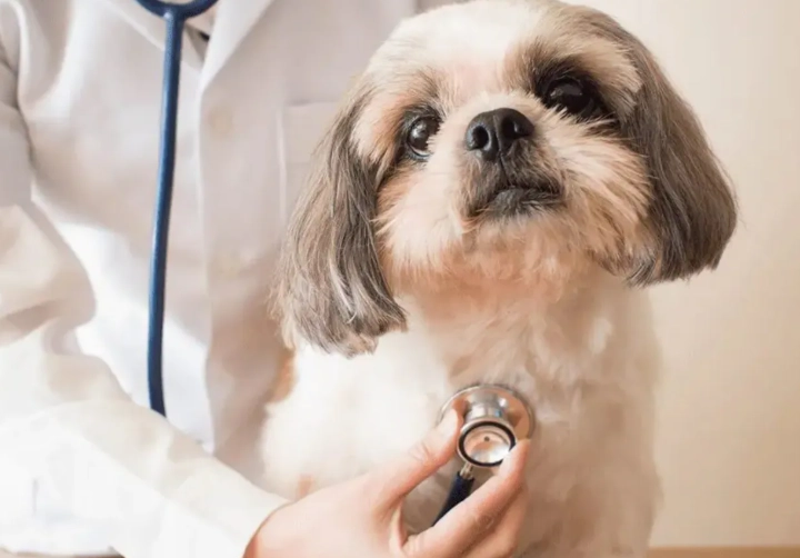 狗狗氣管塌陷壽命終極指南：護理秘訣與延長生命方法