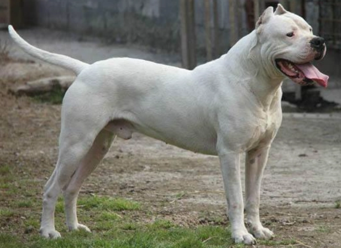 很兇的狗品種有哪些？十大凶猛犬种性格解析與飼養指南