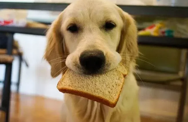 狗可以吃法國麵包嗎