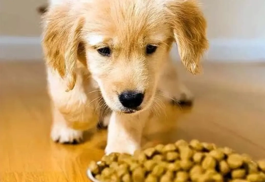 狗狗可以吃冬瓜嗎