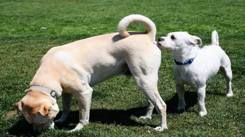 狗聞陌生人腳的全面指南：行為原因、科學解析與實用訓練技巧