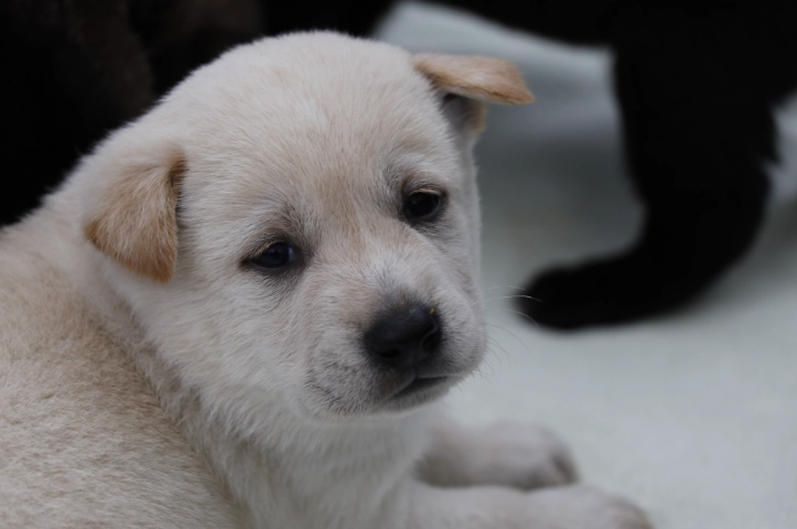 狗狗益生菌怎麼吃？完整指南：劑量、時機與常見問題一次搞懂