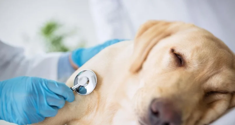 狗狗不舒服姿勢