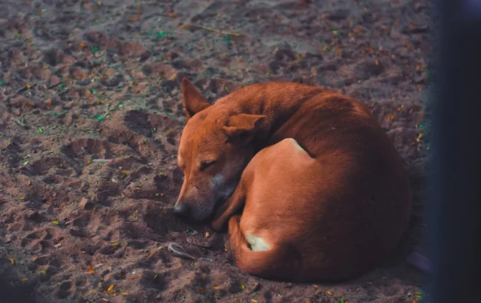 狗狗一天可以吃多少優格