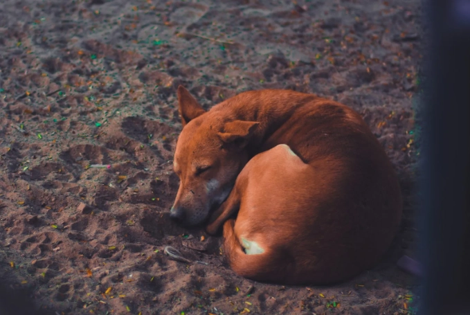 狗狗一天可以吃多少優格？安全用量與完整指南