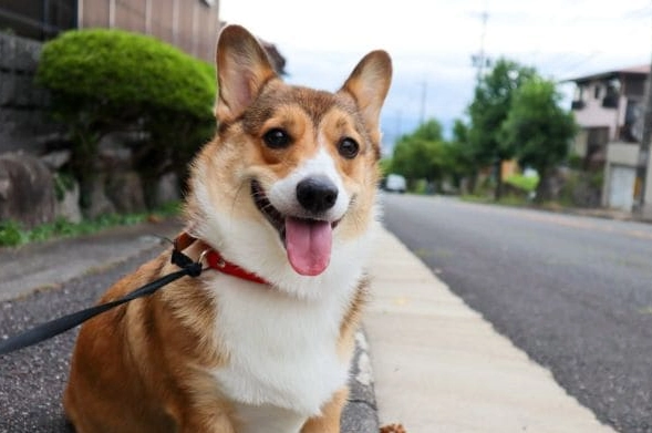 狗狗可以吃蛋糕嗎