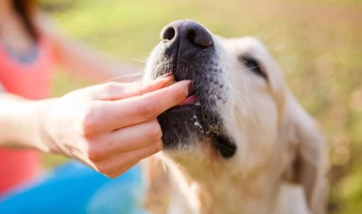 狗狗可以吃豌豆嗎