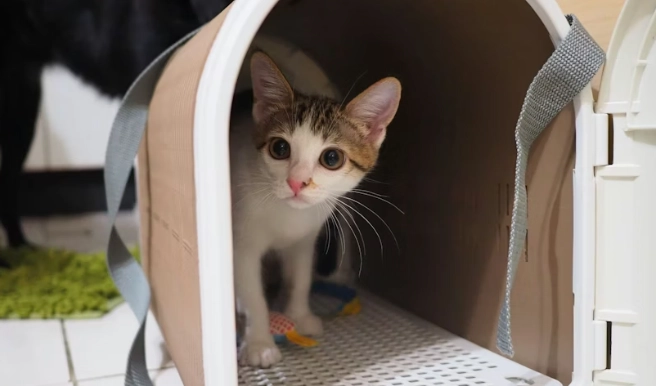 貓咪蛀牙怎麼辦