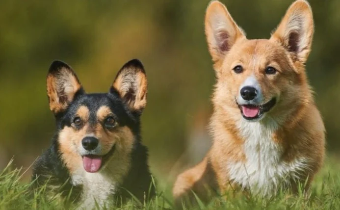 狗狗氣管塌陷舒緩