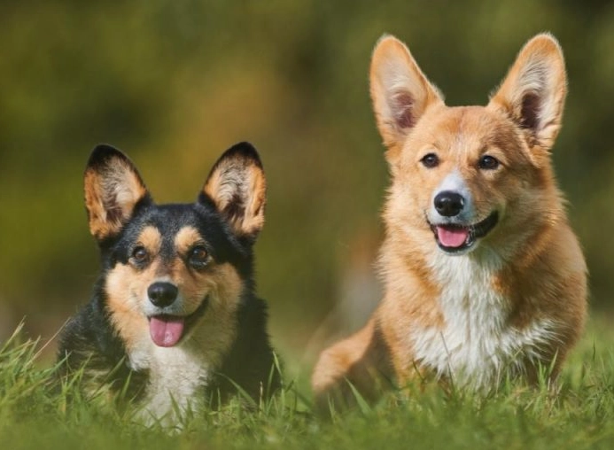 狗狗氣管塌陷舒緩全攻略：症狀、治療與居家照護指南