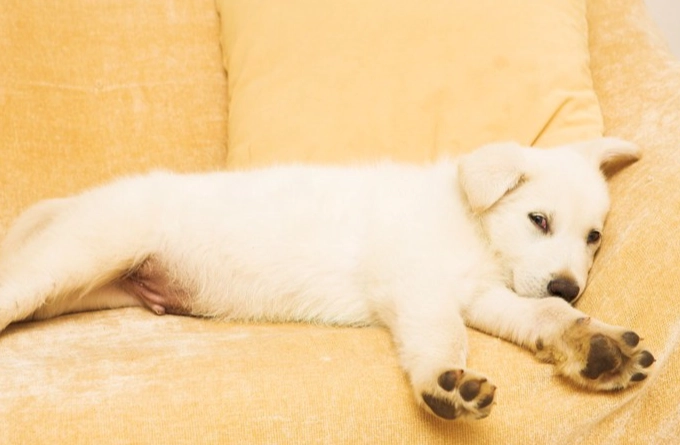 鈣磷比狗：寵物主人必讀的鈣磷比例完整指南與常見問題解答