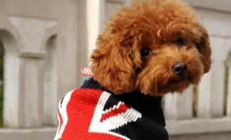 狗狗可以吃菇類嗎