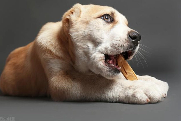 狗狗可以吃蛤蜊嗎