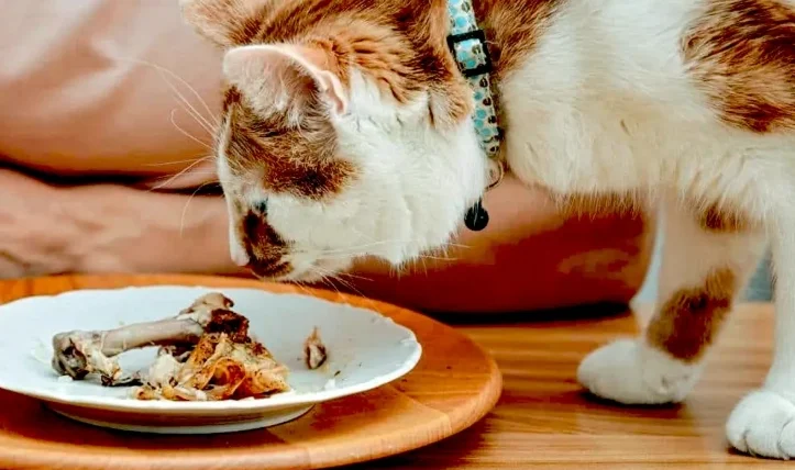 狗狗可以吃魷魚絲嗎