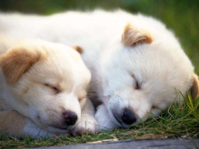 狗狗洗牙後遺症全解析：術前評估、風險管理與術後護理關鍵