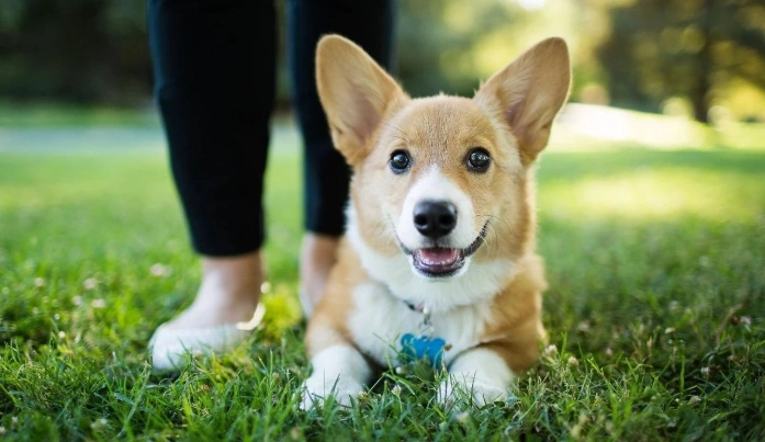 狗狗睡覺吐舌頭