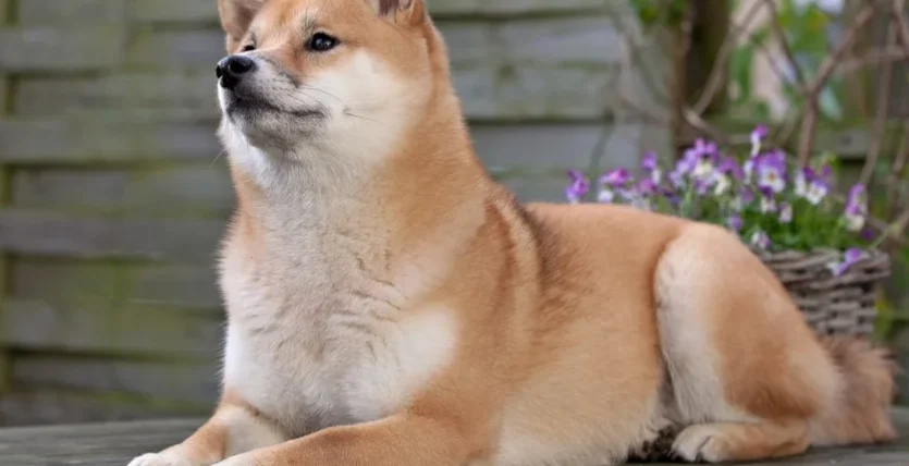 狗狗身上長一顆東西