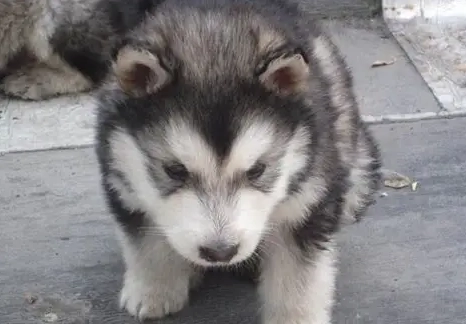 兩個月幼犬訓練