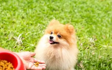 狗狗淚痕吃什麼