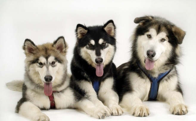 狗狗胰臟炎要住院幾天