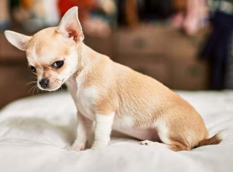 吉娃娃為什麼那麼兇