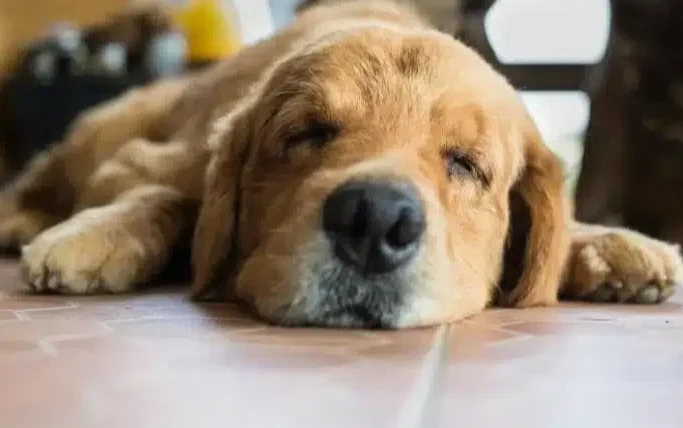 狗狗腸胃炎會自己好嗎