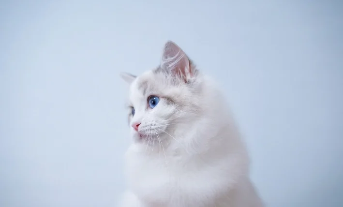 布偶貓智商幾歲