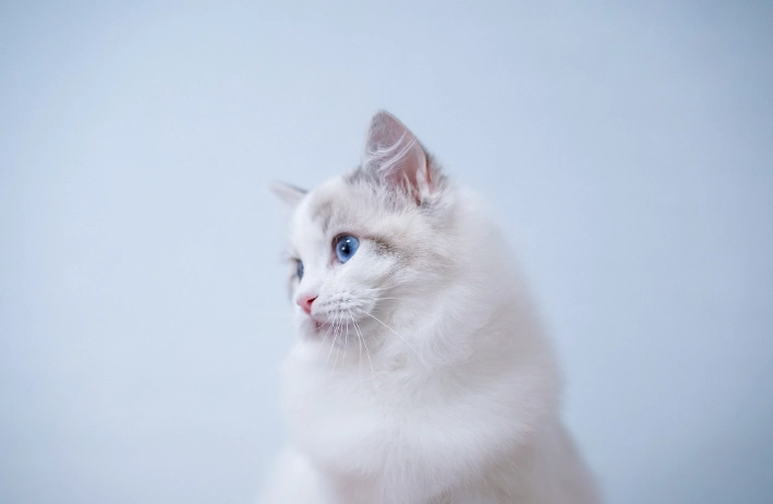 布偶貓智商幾歲？相當於人類2-3歲的驚人真相與實用指南