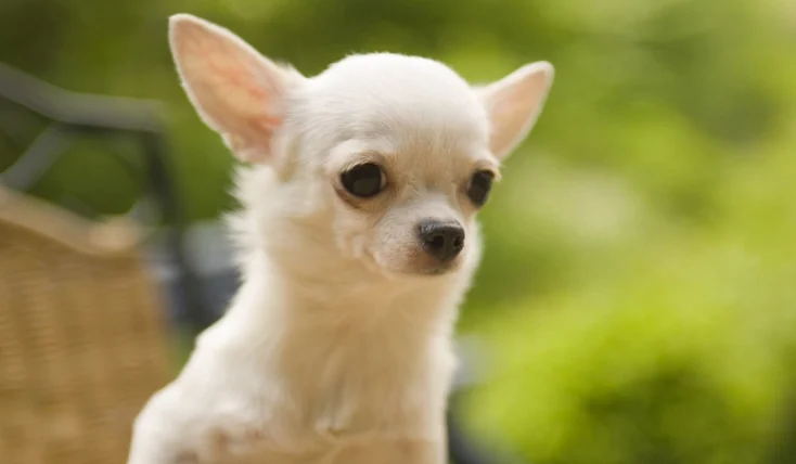 適合養在室內的狗