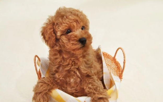 玩具貴賓狗壽命