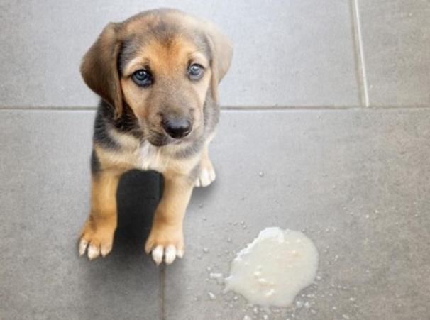 狗狗嘔吐怎麼辦？獸醫親授判斷技巧與緊急處理全攻略