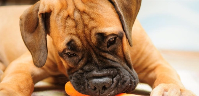 狗可以吃糯米玉米嗎