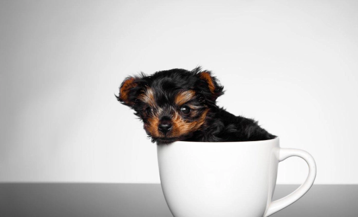 茶杯犬壽命