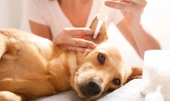 狗狗酵母菌感染原因