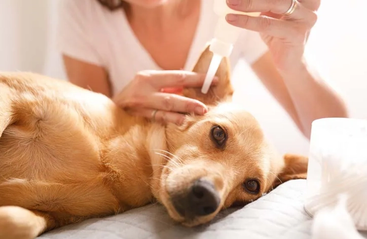狗狗酵母菌感染原因全解析：環境、飲食與免疫系統的關鍵影響
