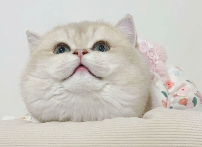 貓咪牙菌斑全攻略：預防與清除的實用技巧