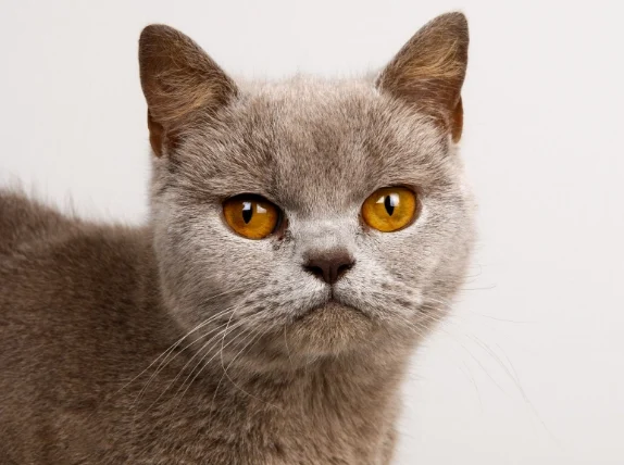 貓糖尿病安樂死