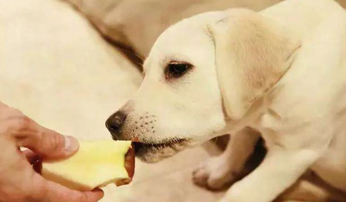 甘草狗狗可以吃嗎