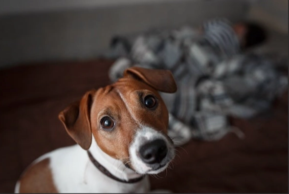 如何解決狗狗分離焦慮
