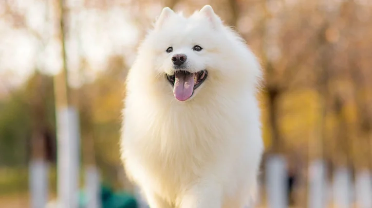 狗呼吸急促原因